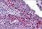 Secernin 3 antibody, orb94559, Biorbyt, Immunohistochemistry paraffin image 