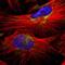 Mitochondrial Ribosomal Protein L40 antibody, NBP1-82620, Novus Biologicals, Immunofluorescence image 