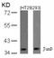 JunD Proto-Oncogene, AP-1 Transcription Factor Subunit antibody, 79-275, ProSci, Western Blot image 
