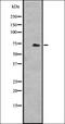 HSP70 antibody, orb335508, Biorbyt, Western Blot image 