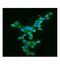 Apolipoprotein B MRNA Editing Enzyme Catalytic Subunit 3G antibody, M00708, Boster Biological Technology, Immunofluorescence image 