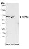 CTP Synthase 2 antibody, A304-415A, Bethyl Labs, Western Blot image 