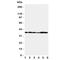 Gap Junction Protein Alpha 4 antibody, R31328, NSJ Bioreagents, Western Blot image 