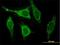 Calsenilin antibody, H00030818-M01, Novus Biologicals, Immunofluorescence image 
