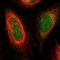 Plexin A1 antibody, HPA007499, Atlas Antibodies, Immunofluorescence image 