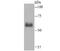HPX antibody, A02237-1, Boster Biological Technology, Western Blot image 