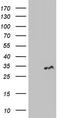MAC2 antibody, TA804700S, Origene, Western Blot image 