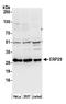 Endoplasmic reticulum resident protein 29 antibody, A305-406A, Bethyl Labs, Western Blot image 