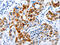 BPI Fold Containing Family B Member 3 antibody, CSB-PA080665, Cusabio, Immunohistochemistry frozen image 