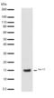 APOC3 antibody, 701238, Invitrogen Antibodies, Western Blot image 