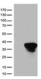Neuron-specific antigen HPC-1 antibody, CF812826, Origene, Western Blot image 