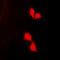 HUS1 Checkpoint Clamp Component antibody, abx225225, Abbexa, Western Blot image 