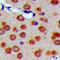 Mitochondrial Ribosomal Protein S33 antibody, LS-C356193, Lifespan Biosciences, Immunohistochemistry paraffin image 