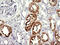 Multiple Inositol-Polyphosphate Phosphatase 1 antibody, M08462, Boster Biological Technology, Immunohistochemistry paraffin image 