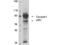 Outer dense fiber protein 2 antibody, TA319407, Origene, Western Blot image 
