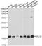 Ribosomal Protein L32 antibody, A13001, ABclonal Technology, Western Blot image 