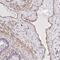 Ring Finger Protein 103 antibody, PA5-63502, Invitrogen Antibodies, Immunohistochemistry frozen image 