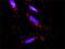 Dual Specificity Phosphatase 9 antibody, H00001852-M04, Novus Biologicals, Proximity Ligation Assay image 