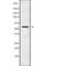 Cholinergic Receptor Nicotinic Gamma Subunit antibody, abx149322, Abbexa, Western Blot image 