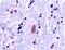 Ubiquitin B antibody, TA354260, Origene, Immunohistochemistry frozen image 