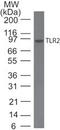 Toll Like Receptor 2 antibody, TA337143, Origene, Western Blot image 