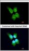 GINS Complex Subunit 4 antibody, NBP2-16659, Novus Biologicals, Immunofluorescence image 