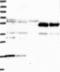 Succinate dehydrogenase assembly factor 2, mitochondrial antibody, NBP1-92259, Novus Biologicals, Western Blot image 