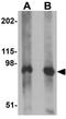 Synaptopodin antibody, GTX85140, GeneTex, Western Blot image 