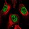DEAD-Box Helicase 42 antibody, NBP1-87133, Novus Biologicals, Immunofluorescence image 