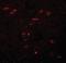 Zinc finger protein 536 antibody, orb94345, Biorbyt, Immunofluorescence image 
