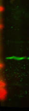 Histone H3-like centromeric protein A antibody, TA326348, Origene, Western Blot image 