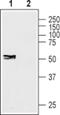 Connexin-45 antibody, PA5-77357, Invitrogen Antibodies, Western Blot image 