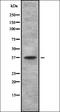Olfactory Receptor Family 4 Subfamily F Member 15 antibody, orb336412, Biorbyt, Western Blot image 