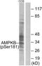 Protein Kinase AMP-Activated Non-Catalytic Subunit Beta 1 antibody, PA5-38405, Invitrogen Antibodies, Western Blot image 
