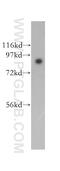 SEC63 Homolog, Protein Translocation Regulator antibody, 13978-1-AP, Proteintech Group, Western Blot image 