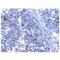 Helicard antibody, ENZ-ABS299-0100, Enzo Life Sciences, Immunohistochemistry paraffin image 