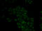 CTSE antibody, LS-C332217, Lifespan Biosciences, Immunofluorescence image 