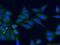 DEP Domain Containing 7 antibody, 26517-1-AP, Proteintech Group, Immunofluorescence image 