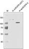 Kinase Insert Domain Receptor antibody, NB200-208, Novus Biologicals, Western Blot image 