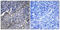 Collagen Type XIX Alpha 1 Chain antibody, abx013964, Abbexa, Immunohistochemistry frozen image 