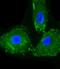CD14 antibody, A00137-1, Boster Biological Technology, Immunofluorescence image 