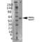 Solute Carrier Family 18 Member A3 antibody, SMC-393D-ALP, StressMarq, Western Blot image 