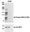 Structural Maintenance Of Chromosomes 3 antibody, NBP2-37694, Novus Biologicals, Immunoprecipitation image 