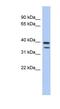 TRNA Methyltransferase 44 Homolog antibody, NBP1-70636, Novus Biologicals, Western Blot image 