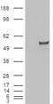 Estrogen Related Receptor Gamma antibody, GTX88809, GeneTex, Western Blot image 