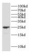 Gap Junction Protein Beta 2 antibody, FNab01859, FineTest, Western Blot image 