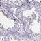 Family With Sequence Similarity 24 Member B antibody, HPA052490, Atlas Antibodies, Immunohistochemistry frozen image 