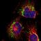 Protein broad-minded antibody, NBP1-90777, Novus Biologicals, Immunocytochemistry image 