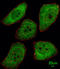 PTTG1 Regulator Of Sister Chromatid Separation, Securin antibody, LS-C100534, Lifespan Biosciences, Immunofluorescence image 