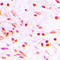 FOS Like 1, AP-1 Transcription Factor Subunit antibody, LS-C356036, Lifespan Biosciences, Immunohistochemistry frozen image 